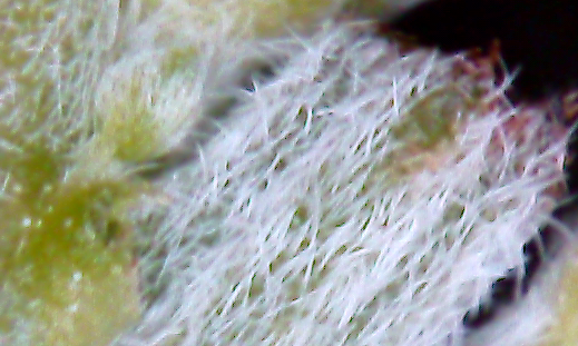 568706979_CaptureERDA1.PNG.646c2c9048ff67f191e7c0c82f12c209.PNG