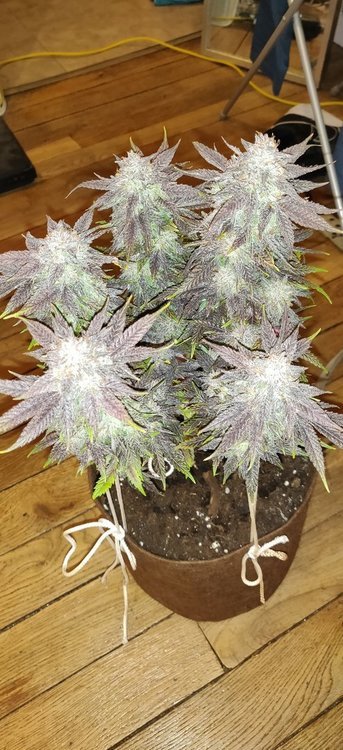 678368565_haribotrichome.thumb.jpg.ceabea7faecfdc790a548efa74f653ac.jpg