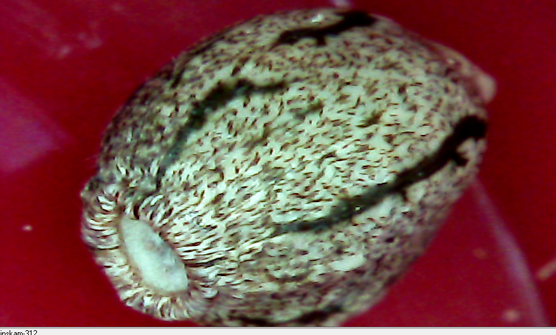 826064192_CaptureMACROSEEDOCNOUZBEK.PNG.0df63b179fd656e3bda05f937b9a5070.PNG