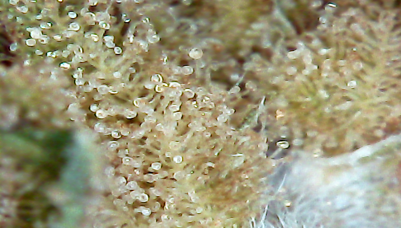 874852133_CaptureTRICHOOCN.PNG.81110f2908fc1aa7f9e865cc02f24a9a.PNG