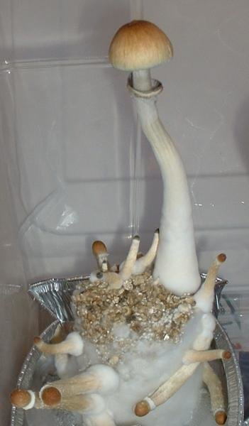 Cubensis2.jpg.579bdb6336017a983a7dbcaa5a7137d1.jpg