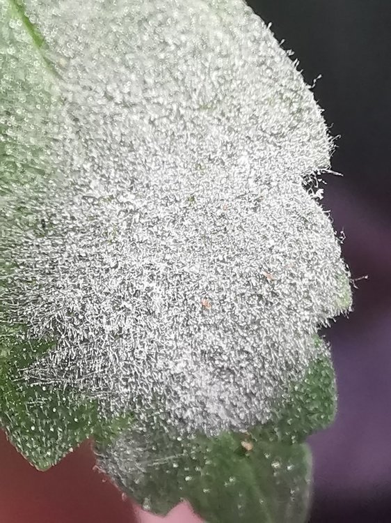Horreur.jpg.c6d63808a6d6e839ddd18916bc0c0110.jpg