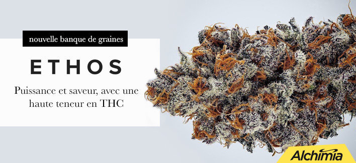 https://www.alchimiaweb.com/fr/ethos-genetics-642/