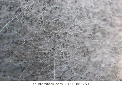 image.png.54c7626dd00cbbc34196d657effd19d7.png