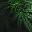 TheFrenchWeed