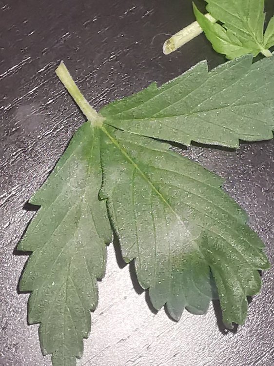 oidium2.thumb.jpg.c0a900087085edc0ca25ca829274e124.jpg