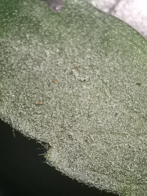 oidium3.thumb.jpg.1713963ae8f32aeb389a6d858e3fbad9.jpg