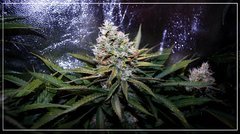 FLO+50 Dark Star 1.jpg