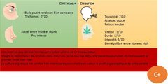 Critical +.JPG