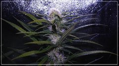 FLO+40 Lemon og candy.jpg