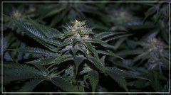 FLO+40 Tangie Ghost Train.jpg