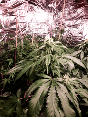 Sweet zkittles +31 flo