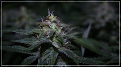 FLO+40 Tangie Ghost Train 2.jpg