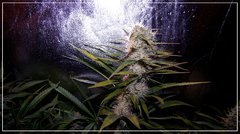 FLO+50 Lemon OG Candy 1.jpg