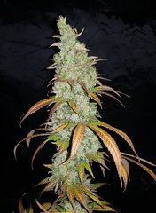 Heaven Fruit.jpg