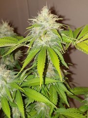 Grandma's ghost/indica