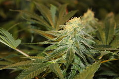 Critical + +34 flo