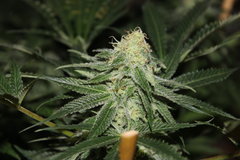 Sweet zkittles +34 flo