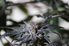 Royale cookie #1 +58 de 12/12