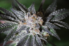 Royale cookie +58 de 12/12