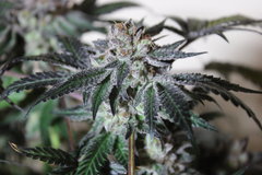 Royale cookie#2 +58. De 12/12