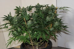 Critical + à  +58 de 12/12