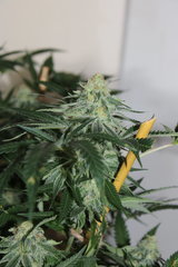 Critical + +58 de 12/12