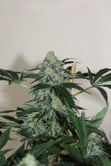 Critical +. +58 de 12/12