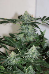 Critical + à +58 (12/12)