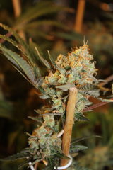 Critical + +64 de 12/12