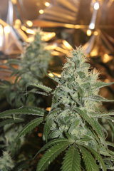 Sweet zkittles +64 de 12/12