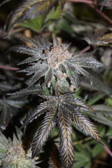 Royale cookie +64 de 12/12