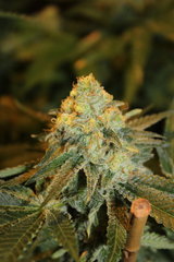 Critical +#3 +64 de 12/12