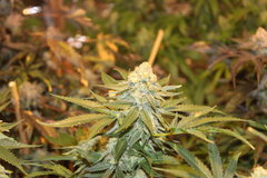 Critical +#3 +77 de 12/12