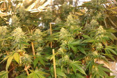 Sweet zkittles #2 +77 de 12/12