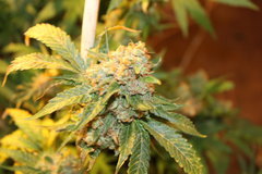 Critical+#2 +77 (de 12/12)