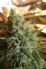Sweet zkittles +77 de 12/12