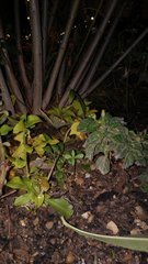 20191126_195211.jpg