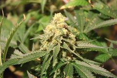 Critical + +82 de 12/12