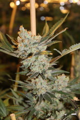 Critical + +82 (12/12)