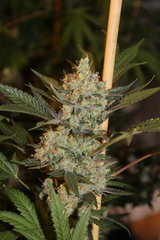 Critical + +82 (de 12/12)