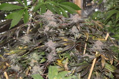 Royale cookie +68 de 12/12