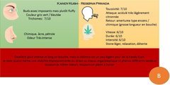 Kandy Kush.JPG