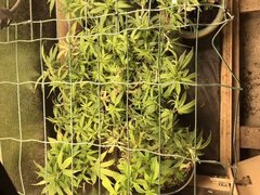 257D2E00-49AD-48AB-B483-7E81F6CF00B0.jpeg
