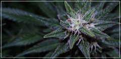 FLO+40 Dark Star 1.jpg