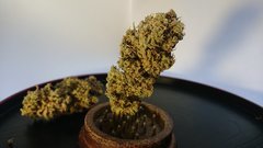 Amnesia - pic (2).JPG