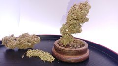 Amnesia - pic (1).JPG