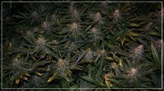 FLO+50 Tangie Ghost Train 1.jpg