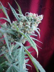 black bomb