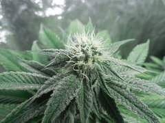 Strawberry banana X Key lime pie - Purple city genetics